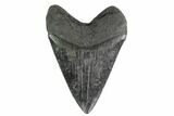 Fossil Megalodon Tooth - Thick, Robust Root #135456-2